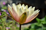 Barbara Dobbins